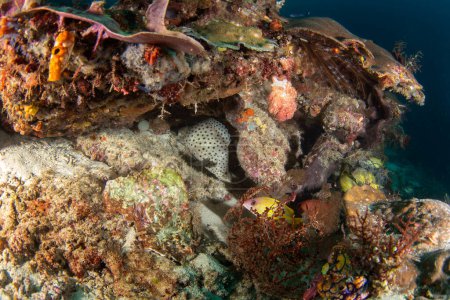 Foto de Mero jorobado en el fondo del mar en Raja Ampat. Cromileptes altivelis durante la inmersión. Barramundi está nadando cerca del coral. Peces blancos con manchas negras se esconden entre los corales. - Imagen libre de derechos