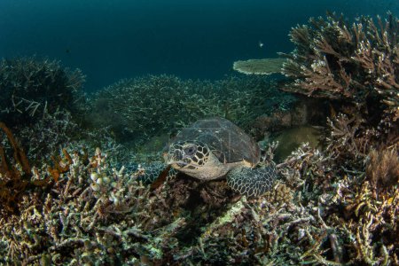 Foto de Carey tortuga marina en el fondo del mar en Raja Ampat. Eretmochelys imbricata durante la inmersión en Indonesia. Tortuga marina yace sobre los corales. - Imagen libre de derechos