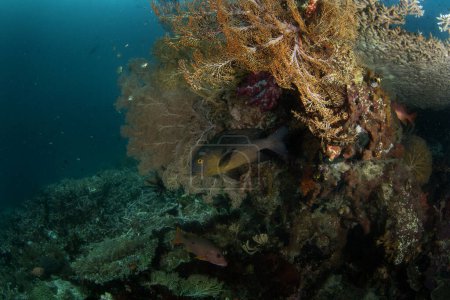 Foto de Labios dulces gigantes en el fondo del mar en Raja Ampat. Plectorhinchus albovittatus durante la inmersión en Indonesia. Dos labios dulces rayados se esconden debajo del coral. Peces oscuros con vientre amarillo en la parte inferior. - Imagen libre de derechos