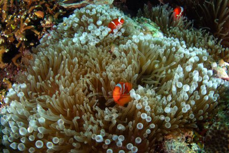 Foto de Spinecheek anemonefish se esconden en el fondo de la anémona. Familia de premnas biaculeatus durante la inmersión en el Raja Ampat. Pequeño pez naranja con tiras blancas que viven en la anémona. - Imagen libre de derechos