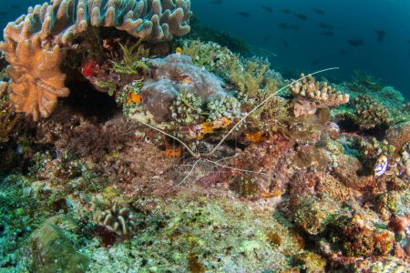 Téléchargez les photos : Écrevisses panachées sur le fond marin de Raja Ampat. Panulirus penicillatus pendant la plongée en Indonésie. Le homard se cache sur les coraux. - en image libre de droit