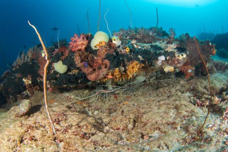 Foto de Cangrejos de río variados en el fondo marino de Raja Ampat. Panulirus penicillatus durante la inmersión en Indonesia. Langosta se esconde en los corales. - Imagen libre de derechos