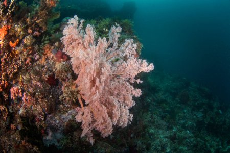 Téléchargez les photos : Gorgonia pendant la plongée à Raja Ampat. Knotenfacher sur le fond en Indonésie. Voyages exotiques. - en image libre de droit