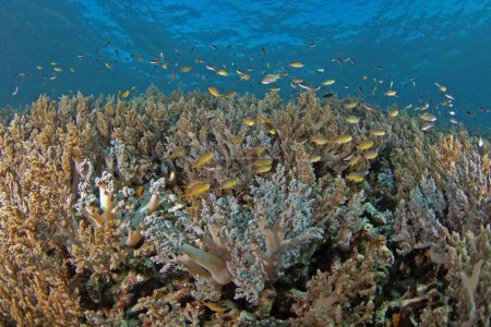 Téléchargez les photos : Coraux pleins de poissons près du niveau de la mer en Raja Ampat. Poissons hauts-fonds pendant la plongée en Indonésie. Des petits poissons jaunes nagent près de la côte sur le corail. - en image libre de droit