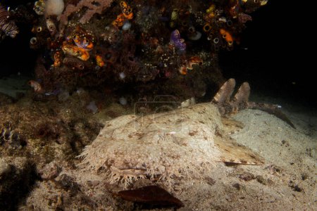 Photo for Tasselled wobbegong is lying on the seabed. Eucrossorhinus dasypogon during dive in Raja Ampat. Marine life in Indonesia. - Royalty Free Image