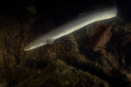 Foto de Anguila europea durante la noche bucear en el lago. Anguila larga anguila cerca del fondo. Los peces largos parecen serpientes. Agua europea. - Imagen libre de derechos