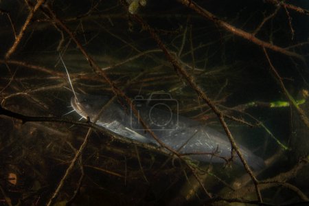 Téléchargez les photos : Wels poisson-chat pendant la plongée de nuit dans le lac. Énorme silurus glanis près du fond. Énorme poisson prédateur avec long barbillon. Eau européenne. - en image libre de droit