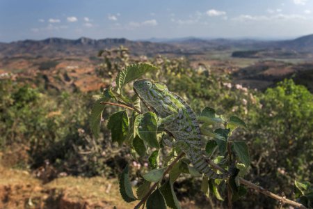Téléchargez les photos : Caméléon tapis sur la branche à Madagascar. Furcifer lateralis se cache dans la branche avec vue sur le paysage. Animaux qui peuvent changer la couleur de la peau. - en image libre de droit