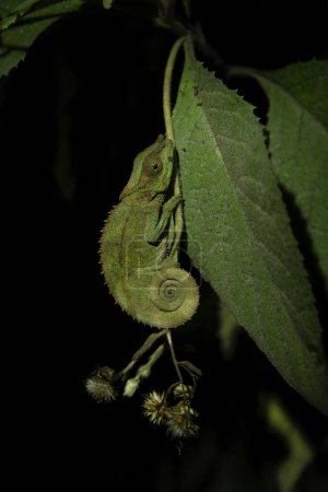 Téléchargez les photos : Calumma crypticum sur la branche dans le parc national de Madagascar. Caméléon cryptique se repose dans la forêt pendant la nuit. Animaux qui peuvent changer la couleur de la peau. - en image libre de droit