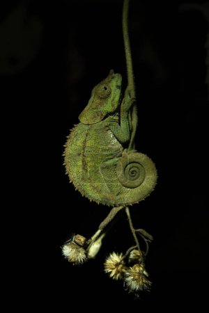 Téléchargez les photos : Calumma crypticum sur la branche dans le parc national de Madagascar. Caméléon cryptique se repose dans la forêt pendant la nuit. Animaux qui peuvent changer la couleur de la peau. - en image libre de droit