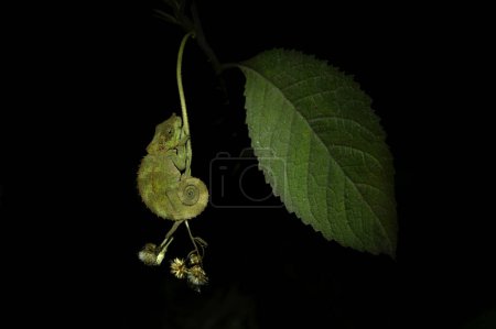 Photo for Calumma crypticum on the branch in Madagascar national park. Cryptic chameleon is resting in the forest during night. Animals who can change the color of the skin. - Royalty Free Image