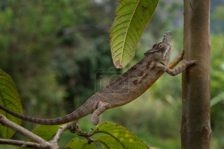 Photo for Parson's chameleon on the branch in Madagascar national park. Calumma parsonii is slowly walking in the forest. Animals who can change the color of the skin. - Royalty Free Image