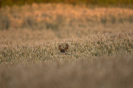 Téléchargez les photos : Chevreuil pendant la saison des ornières. Des cerfs dans la prairie. Nature européenne pendant la saison estivale. Biche de chevreuil sur le terrain. - en image libre de droit