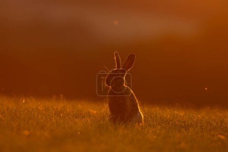 Photo for European hare on the meadow. European nature during summer season. Hare during the sunset. - Royalty Free Image