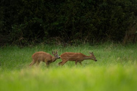 Photo for Roe deer during rutting season. Deer on the meadow. European nature during summer season. Roe deer is following the doe. - Royalty Free Image