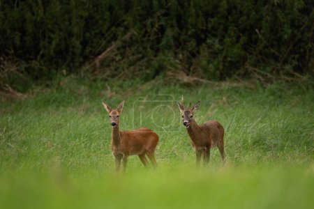 Photo for Roe deer during rutting season. Deer on the meadow. European nature during summer season. Roe deer is following the doe. - Royalty Free Image