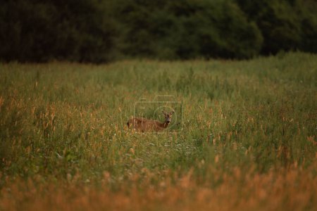 Photo for Roe deer during rutting season. Deer on the meadow. European nature during summer season. Doe of roe deer on the field. - Royalty Free Image