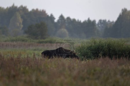 Téléchargez les photos : Wapiti européen en ornière dans le parc Biebrzanski. Le mâle de wapiti marche sur la prairie. Orignal en automne. Cerf énorme avec bois plat. - en image libre de droit