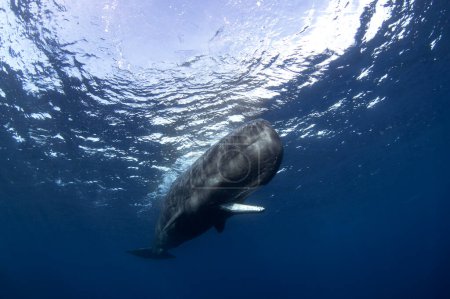 Foto de La ballena espermática está respirando en la superficie. Calma ballena dentada más grande en el océano Índico. - Imagen libre de derechos
