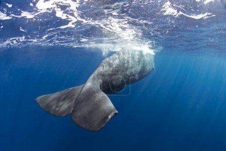 Foto de La ballena espermática está respirando en la superficie. Calma ballena dentada más grande en el océano Índico. - Imagen libre de derechos