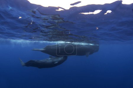 Foto de La ballena espermática está respirando en la superficie. Calma más grande ballena dentada en el océano Índico. Esperma ballena ternero está chupando la leche. - Imagen libre de derechos