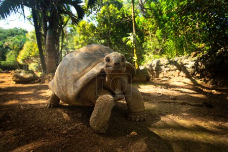 Photo for Aldabra giant tortoise is walking in the La Vanille nature park. Huge ground turtle is resting during hot day. Mauritius reptile. - Royalty Free Image