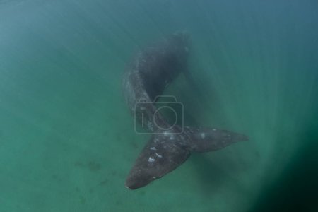 Photo for Southern right whale near the peninsula Valds. Endangered right whales in Argentina. Curious whales during dive. - Royalty Free Image