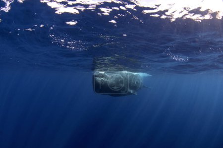 Foto de La ballena espermática está nadando sola en el océano Índico. Ballena juguetona cerca de la superficie. Nadar con los animales dentales más grandes. - Imagen libre de derechos