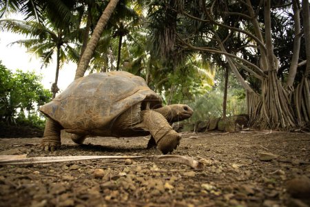 Foto de La tortuga gigante de Aldabra está caminando en el parque natural de La Vanille. La enorme tortuga terrestre está descansando durante el día caluroso. Reptil de Mauricio. Tortuga divertida en hábitat natural. Detalle de tortuga terrestre. - Imagen libre de derechos