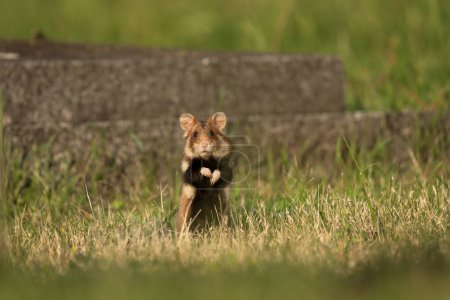 Téléchargez les photos : Le hamster européen se cache dans l'herbe. Les hamsters rares recherchent de la nourriture. Rongeur orange et blanc en Europe. Faune pendant l'heure d'été. - en image libre de droit