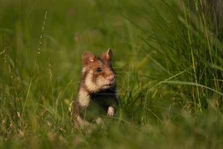 Téléchargez les photos : Le hamster européen se cache dans l'herbe. Les hamsters rares recherchent de la nourriture. Rongeur orange et blanc en Europe. Faune pendant l'heure d'été. - en image libre de droit