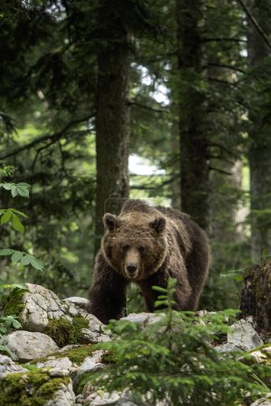 Photo for Brown bear is feeding in the forest. European bear during summer season. Big predator in natural habitat. European nature. - Royalty Free Image