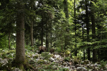 Téléchargez les photos : L'ours brun se nourrit dans la forêt. Ours européen pendant la saison estivale. Grand prédateur dans l'habitat naturel. Nature européenne. - en image libre de droit