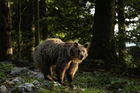 Foto de El oso pardo se alimenta en el bosque. Oso europeo durante la temporada de verano. Gran depredador en hábitat natural. Naturaleza europea. - Imagen libre de derechos