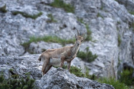 Foto de El íbice alpino se está alimentando en el prado de las montañas. Ibex durante la temporada de verano. Steinbock en el Parque Nacional Triglav. Naturaleza europea. - Imagen libre de derechos