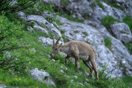 Photo for Alpine ibex is feeding on the mountains meadow. Ibex during summer season. Steinbock in the Triglav National park. European nature. - Royalty Free Image