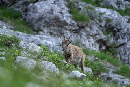 Foto de El íbice alpino se está alimentando en el prado de las montañas. Ibex durante la temporada de verano. Steinbock en el Parque Nacional Triglav. Naturaleza europea. - Imagen libre de derechos