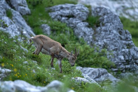 Photo for Alpine ibex is feeding on the mountains meadow. Ibex during summer season. Steinbock in the Triglav National park. European nature. - Royalty Free Image