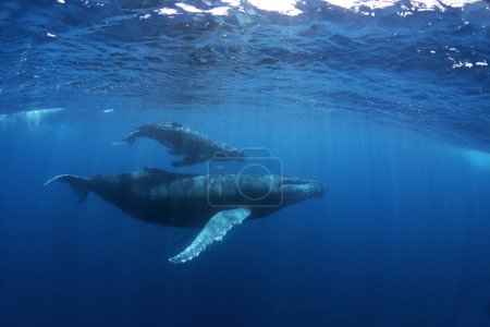 Téléchargez les photos : Veau de rorqual à bosse près de sa mère. Plongée avec les baleines. Baleine ludique sous la surface. La vie marine dans l'océan Indien. - en image libre de droit