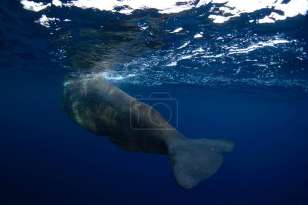 Téléchargez les photos : La baleine à spermatozoïdes se relaxe près de la surface. Plongée avec les baleines. La plus grosse baleine à dents à bouche ouverte. La vie marine dans l'océan Indien. - en image libre de droit