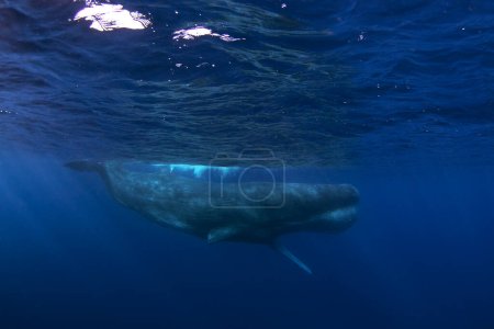 Téléchargez les photos : La baleine à spermatozoïdes se relaxe près de la surface. Plongée avec les baleines. La plus grosse baleine à dents à bouche ouverte. La vie marine dans l'océan Indien. - en image libre de droit