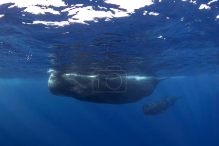 Photo for Sperm whale is relaxing near the surface. Snorkeling with the whales. The biggest toothed whale with open mouth. Marine life in Indian ocean. - Royalty Free Image