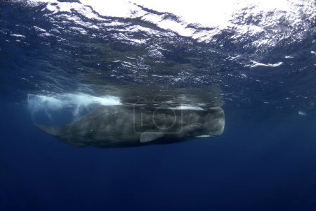 Foto de La ballena espermática se está relajando cerca de la superficie. Buceando con las ballenas. La ballena dentada más grande con boca abierta. Vida marina en el océano Índico. - Imagen libre de derechos