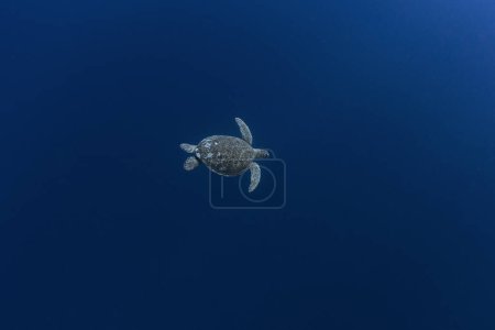 Foto de Verde, tortuga está nadando en el océano Índico. Tortuga marina cerca de la isla Mauricio. Tortuga es elegante nadar en el océano. - Imagen libre de derechos