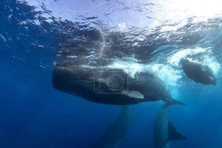 Foto de La ballena espermática se está relajando cerca de la superficie. Buceando con las ballenas. La ballena dentada más grande con boca abierta. Vida marina en el océano Índico. - Imagen libre de derechos