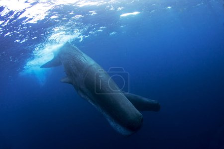 La ballena espermática se está relajando cerca de la superficie. Buceando con las ballenas. La ballena dentada más grande con boca abierta. Vida marina en el océano Índico.