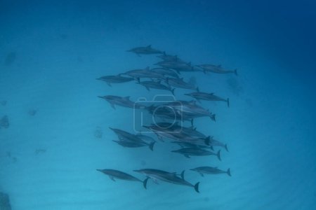 Foto de Los delfines hilanderos nadan en el grupo. Delfines cerca del fondo. Vacaciones exóticas en Isla Mauricio. Vida marina. - Imagen libre de derechos