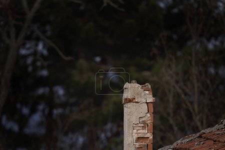 Téléchargez les photos : La petite chouette se repose dans le vieux village. Petite chouette dans les montagnes Rhodopes. Hibou brun rare en Bulgarie. Ornithologie en hiver. - en image libre de droit