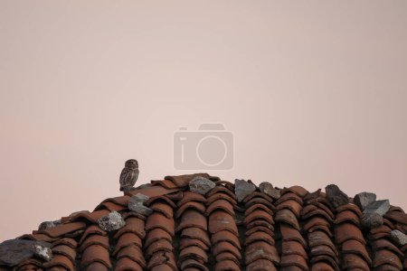 Photo for Little owl is resting in old village. Small owl in Rhodope mountains. Rare brown owl in Bulgaria . Ornithology during winter time. - Royalty Free Image