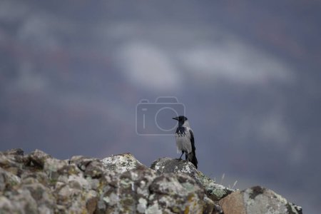 Foto de Cuervo encapuchado en las montañas Rhodope. Cuervo en la cima de las montañas de Bulgaria. Ornitología durante el invierno. - Imagen libre de derechos